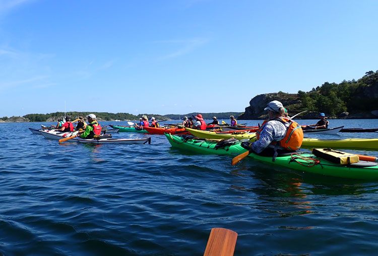 havkajakroer på tur stor flok